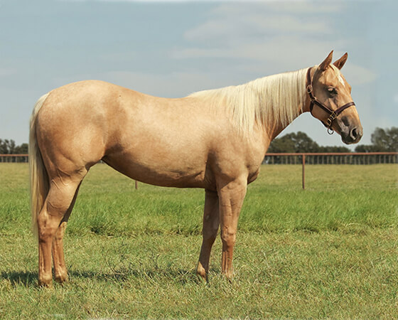 SJR Cashin Diamonds - CD Diamond x Shesa Lota Cash - 2016 Palomino Filly